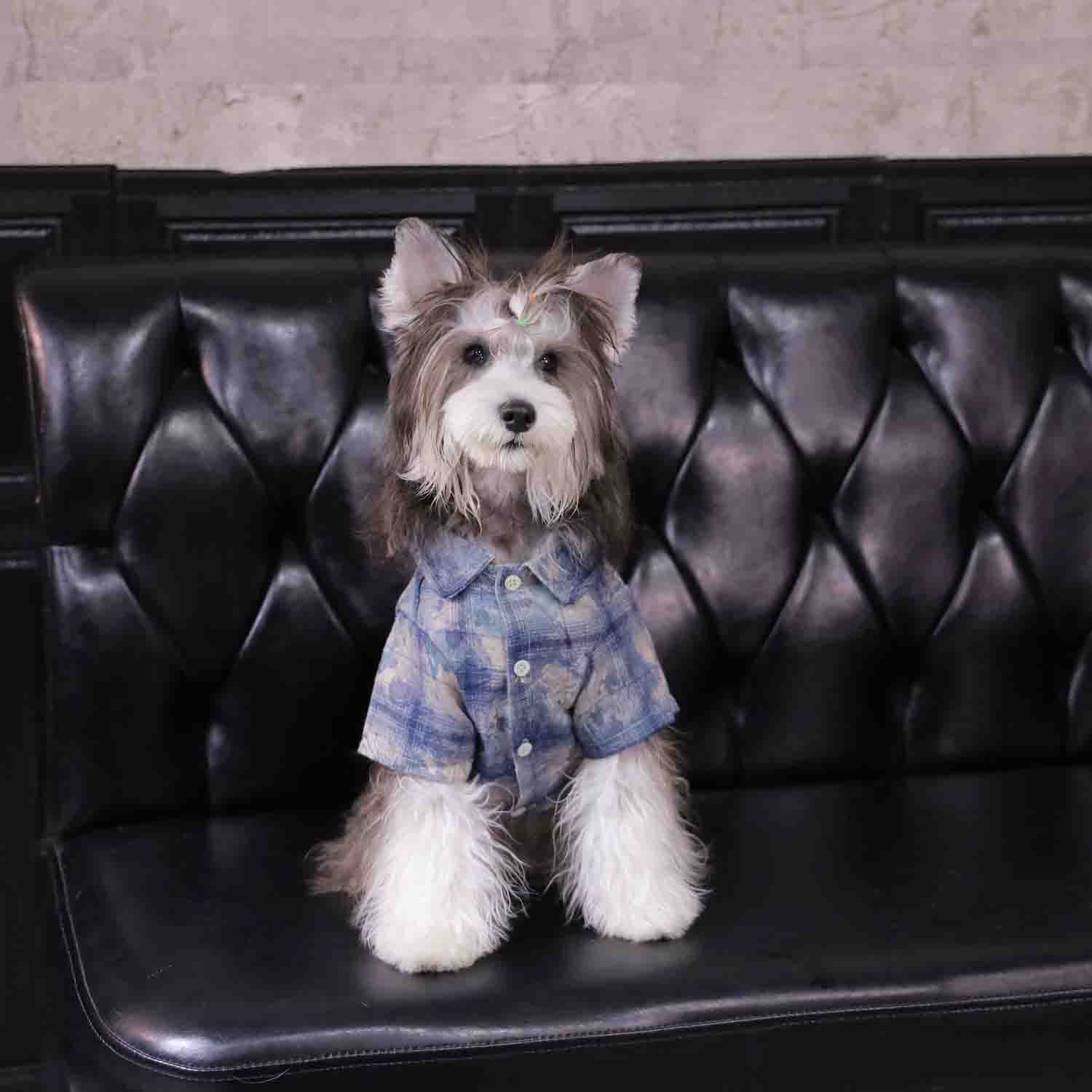 ๐ถ"PawsCube Pet Shirt - Breathable and Skin-friendly, Fashion Print, Street Style, Scratch-resistant, Suitable for Dogs/Cats"